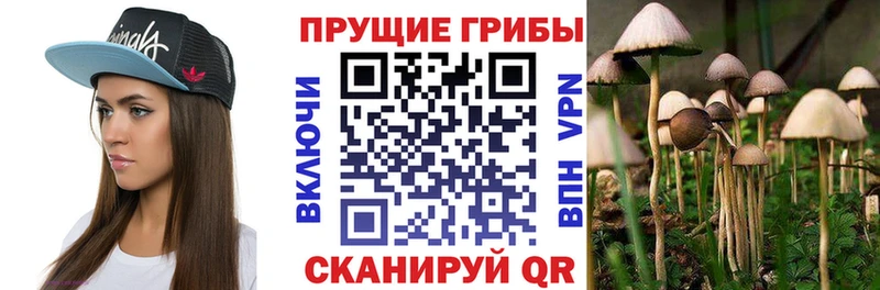 Галлюциногенные грибы Psilocybine cubensis  ОМГ ОМГ рабочий сайт  Сосновка  цена  